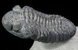 Drotops Trilobite With White Patina - Killer Specimen #69755-4